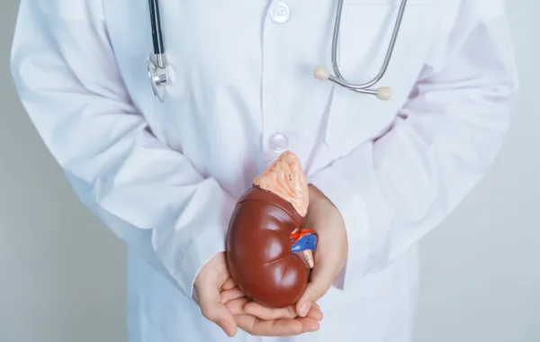 Foto de un medico sosteniendo la figura de un riñon en sus manos