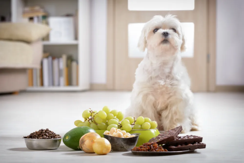 Foto de un perro con comida de chocolate y frutas