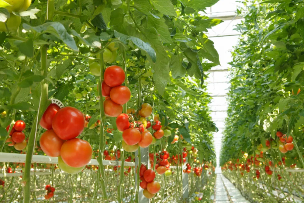 Foto de un cultivo de tomates en un invernadero